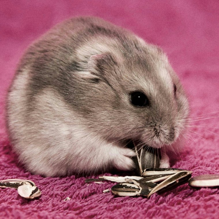 Хомяк джунгарский