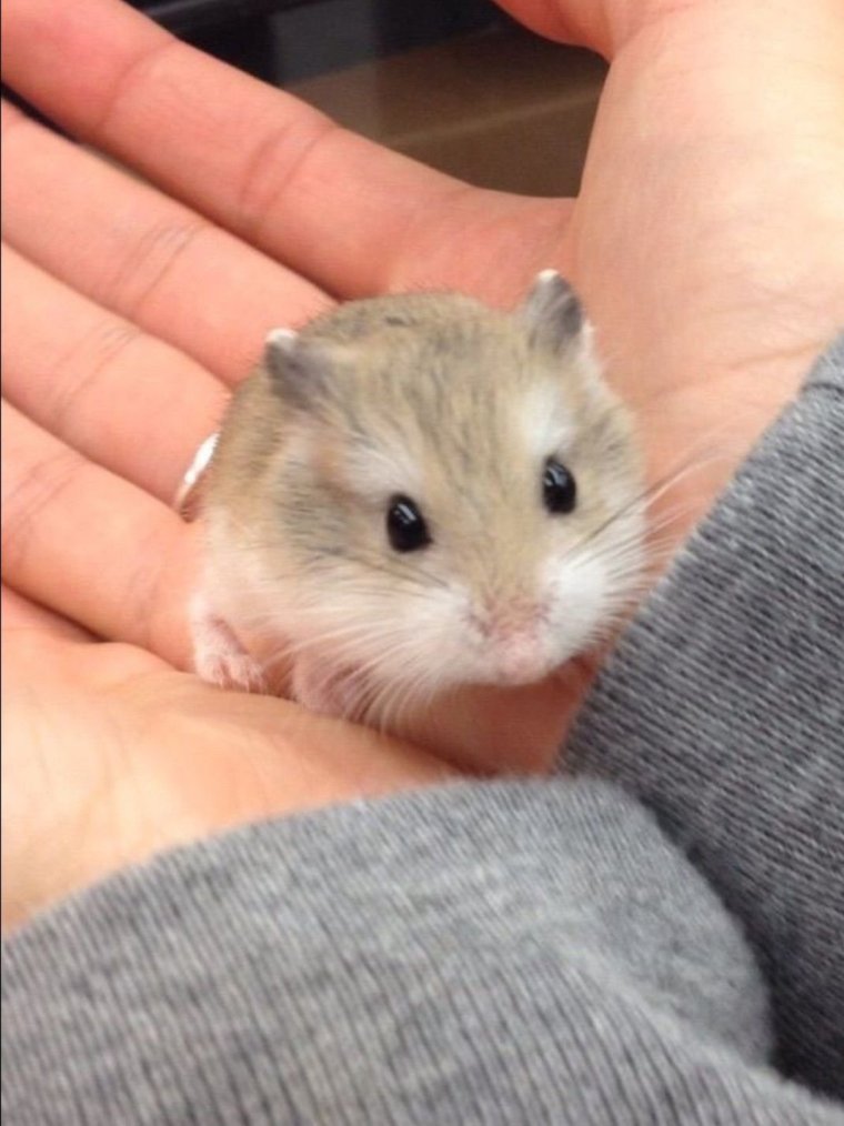 Хомяк джунгарик