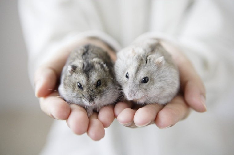 Джунгарский хомячок хомяки