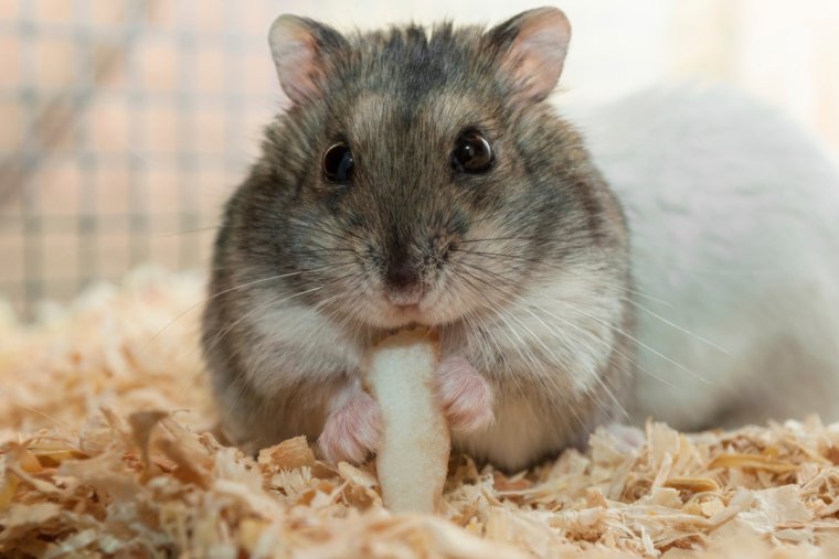 Джунгарик картинки