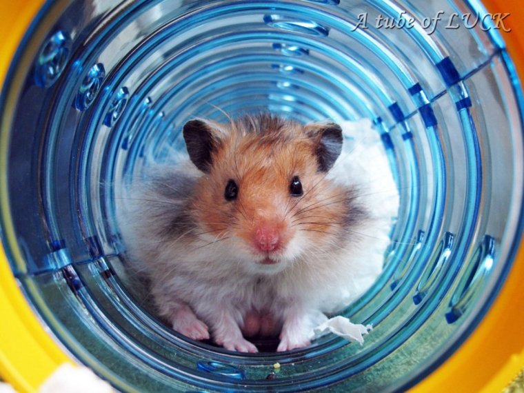 Хомяк джунгарский маленький