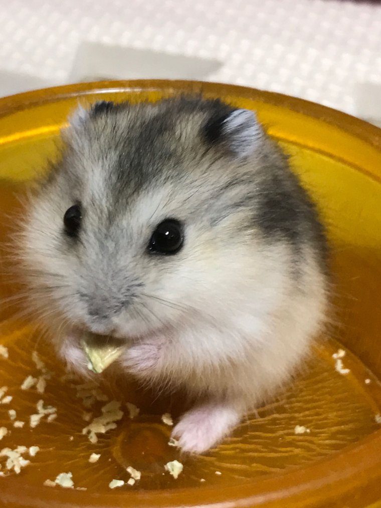 Хомяк джунгарский