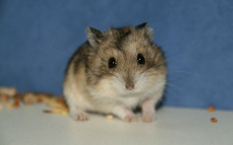Хомяк породы джунгарик