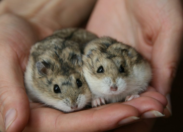 Породы хомяков джунгарики