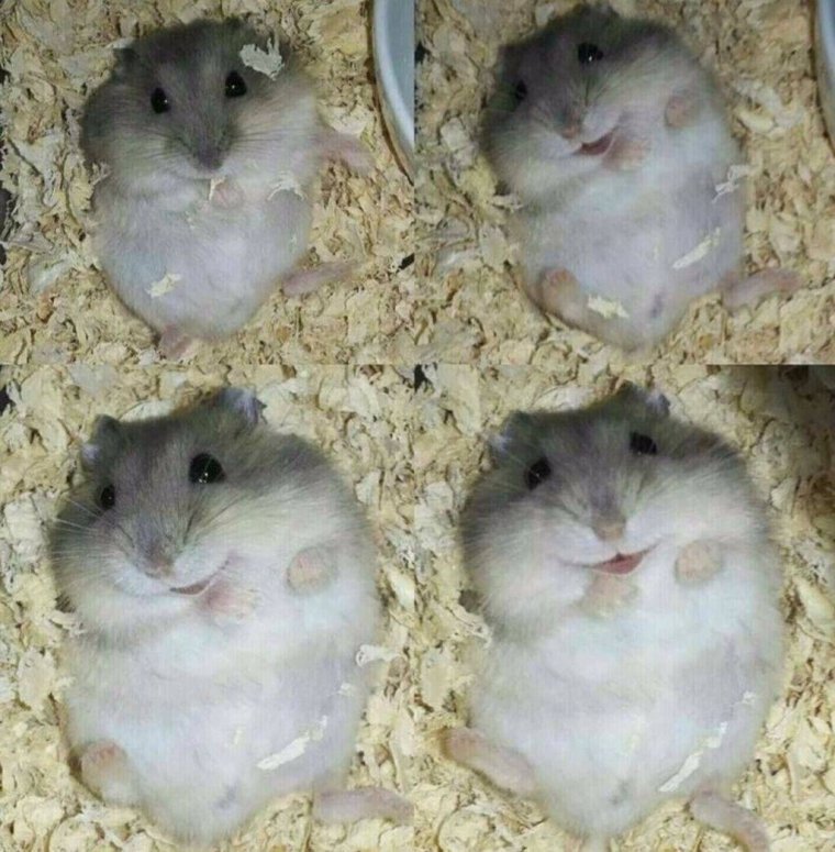 Породы хомяков Роборовского