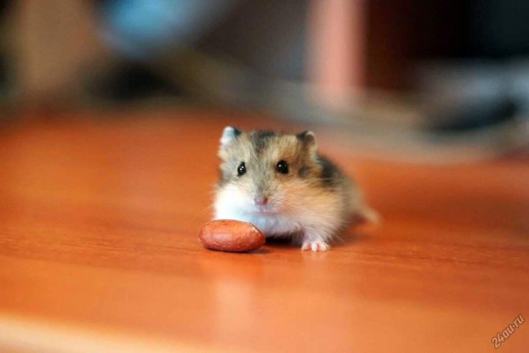 Маленькие хомячата