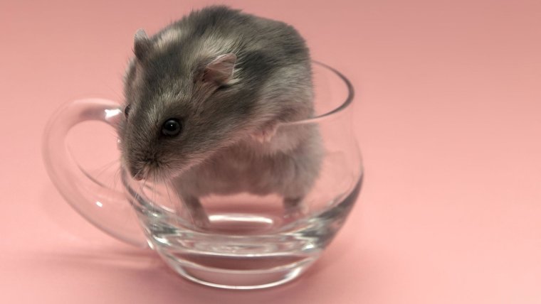 Хомяк джунгарский