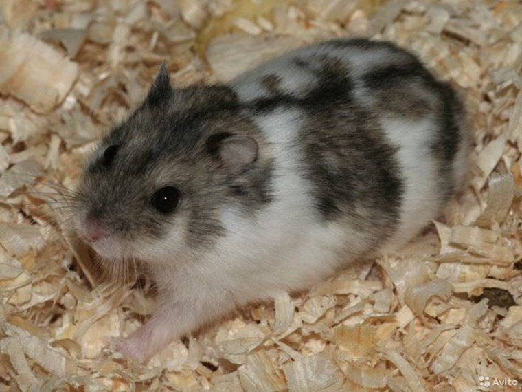 Джунгарский хомячок пятнистый