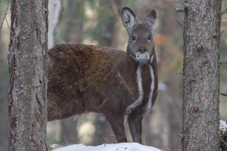 Сахалинская кабарга Moschus moschiferus sachalinensis