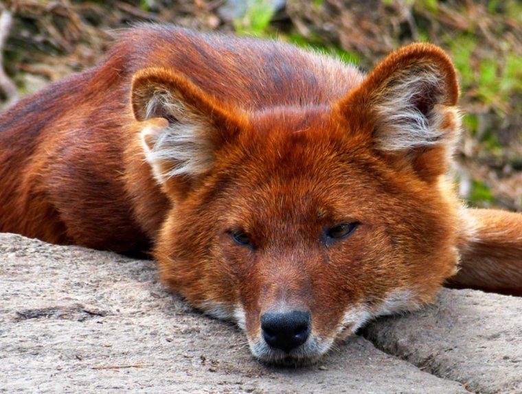 Моголлонский горный волк