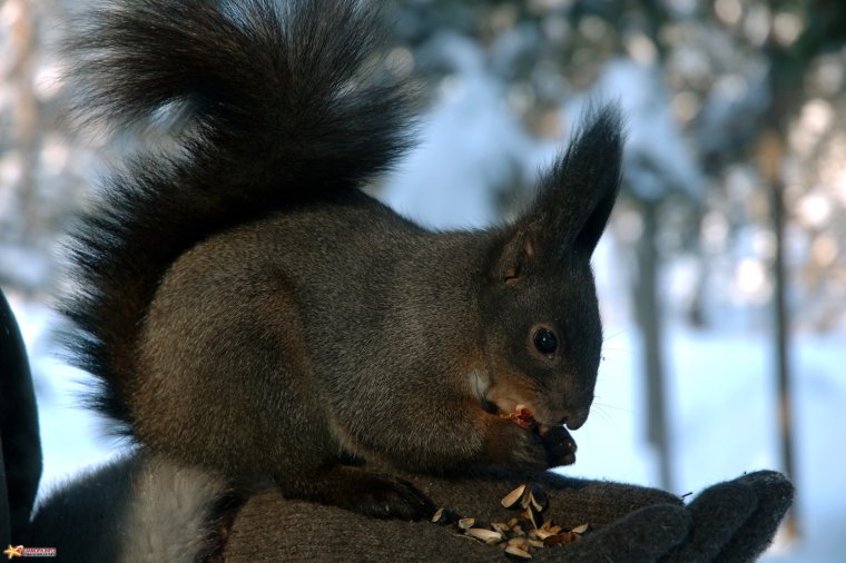 Животные Иркутской области