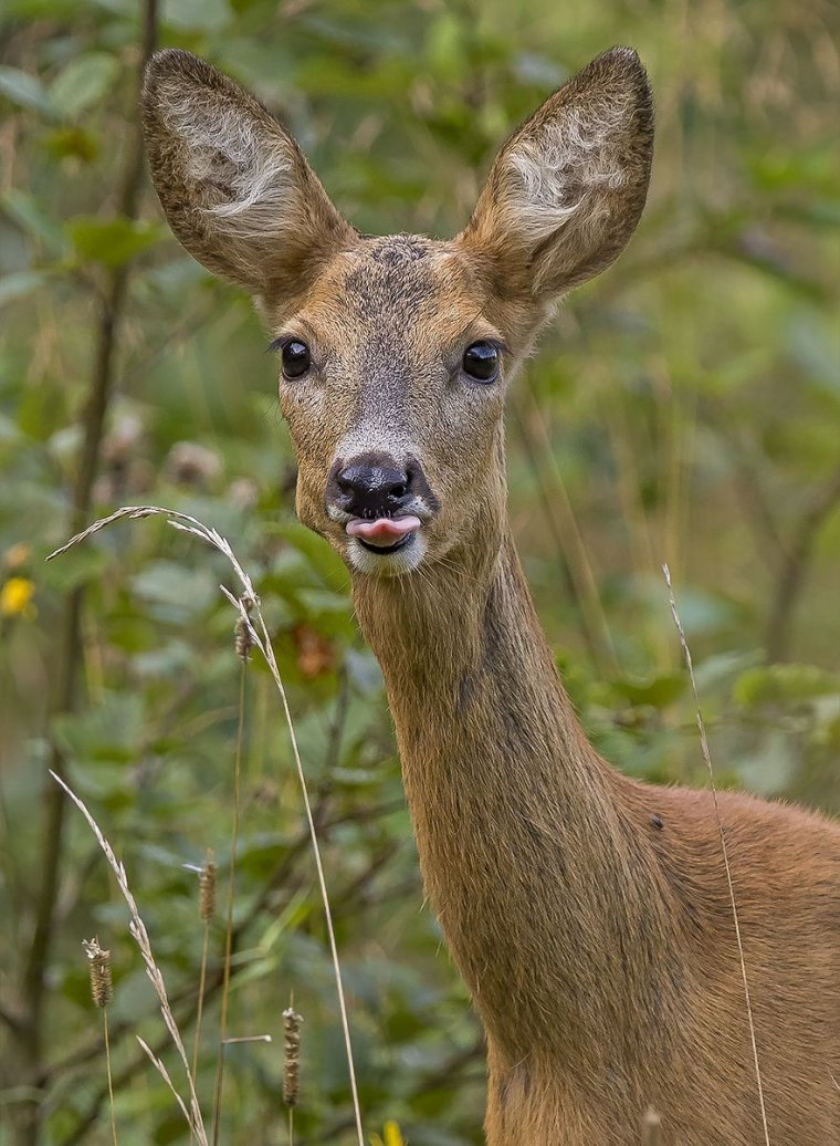 Европейская косуля