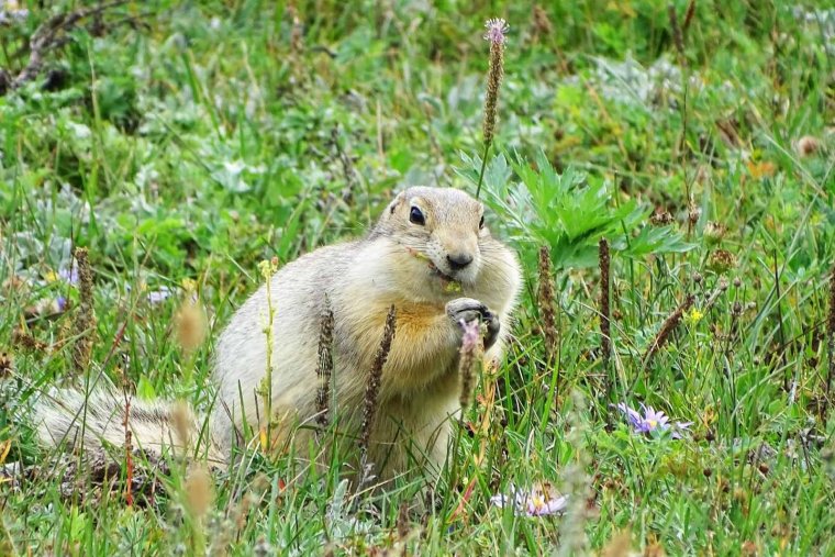 Байкало-Ленский заповедник