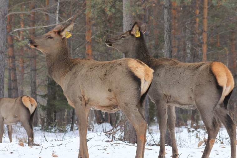 Фауна Забайкальского национального парка