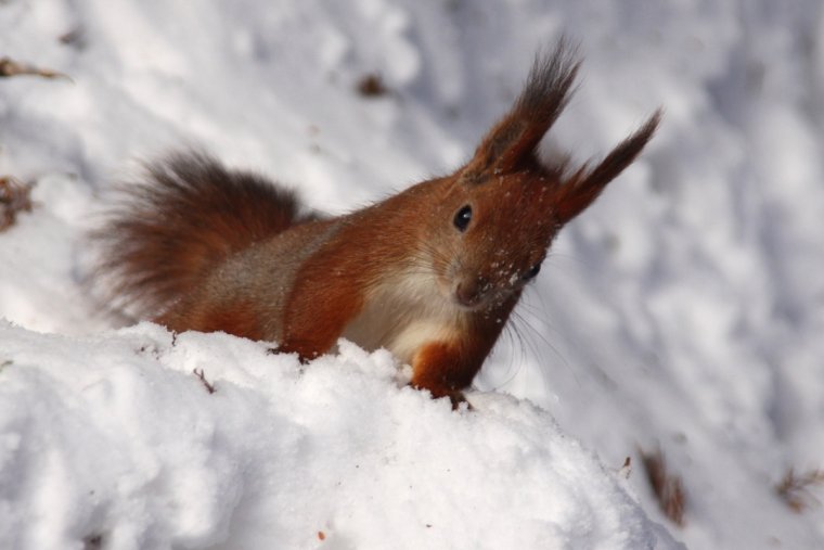 Пушные звери России