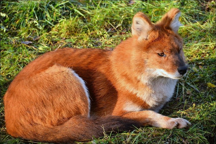 Красный волк горный волк