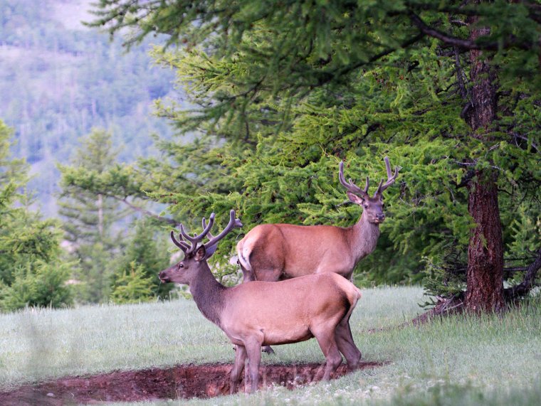 Изюбрь Байкальский заповедник