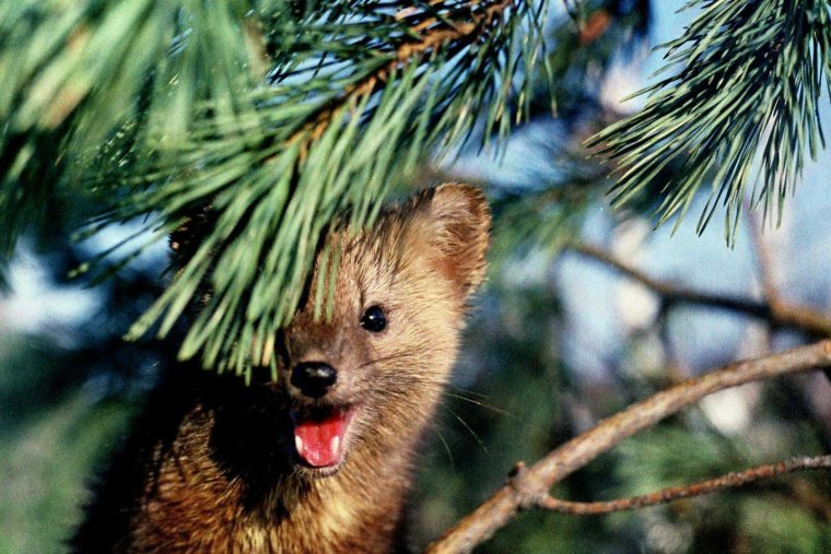 Соболь Томская область