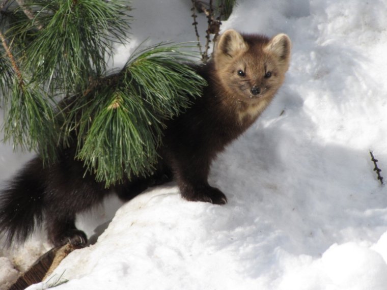 Баргузинский заповедник Соболь