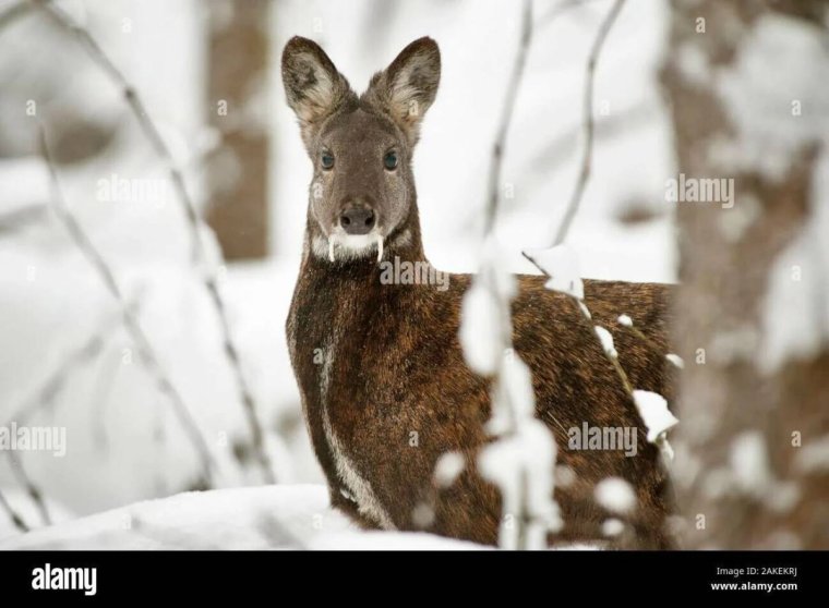 Сибирская кабарга