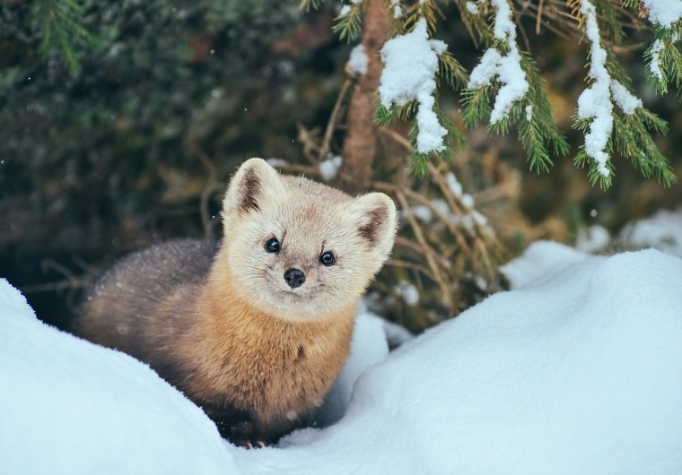 Соболь Баргузинский зверек