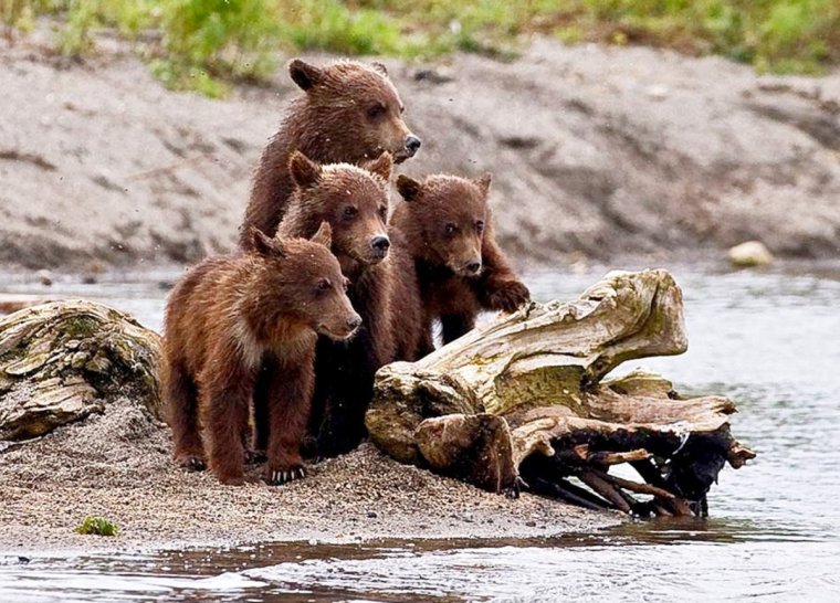 Природа и животные Иркутска