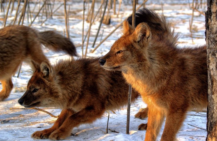 Красный волк Приморский край