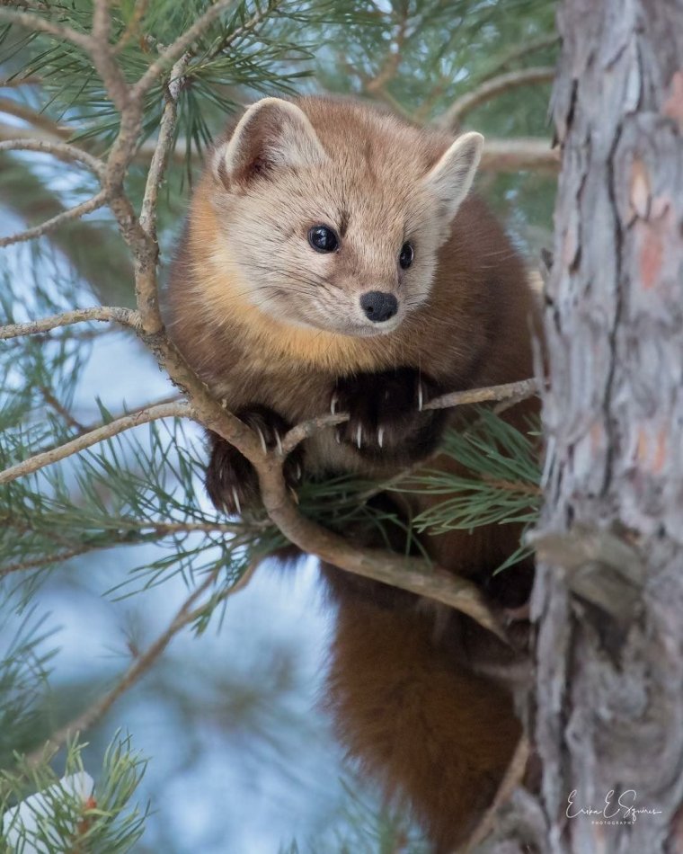 Соболь Баргузин животное