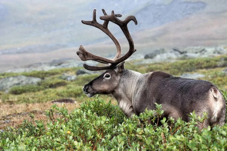 Новоземельский Северный олень
