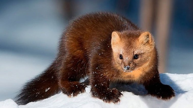 Баргузинский Соболь