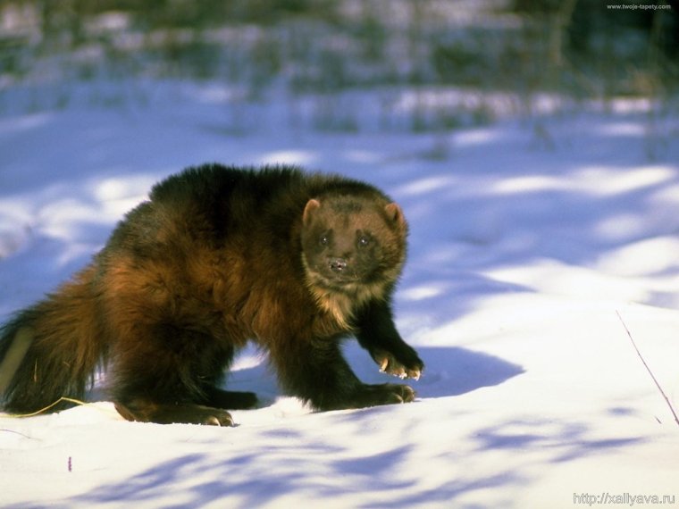 Росомаха на Кольском полуострове