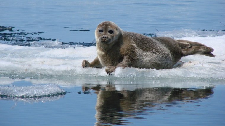 Нерпа охотится Байкал