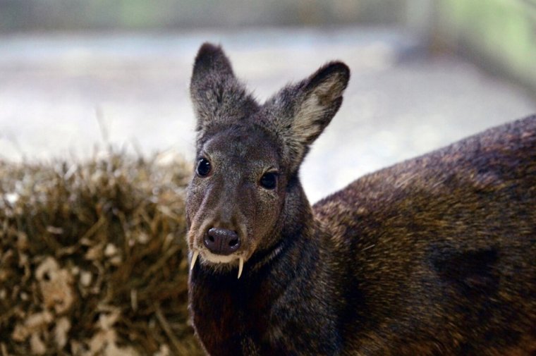 Сибирская кабарга