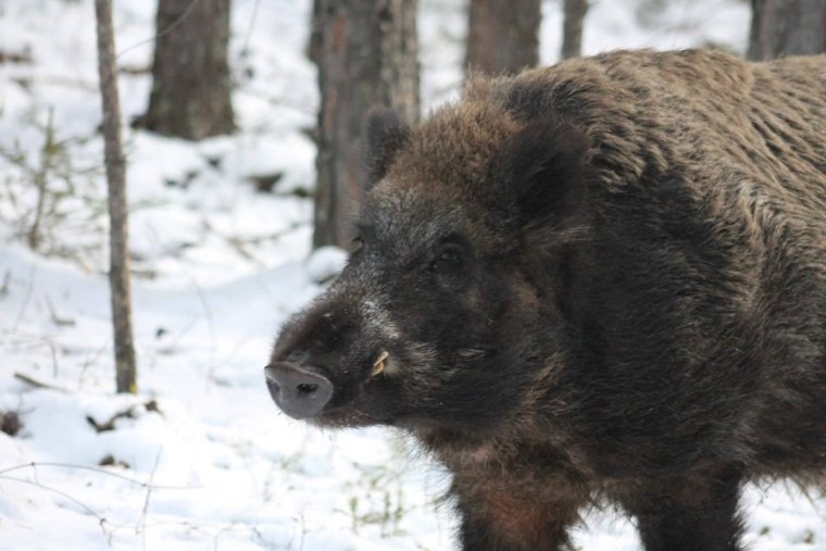 Животные Иркутской области