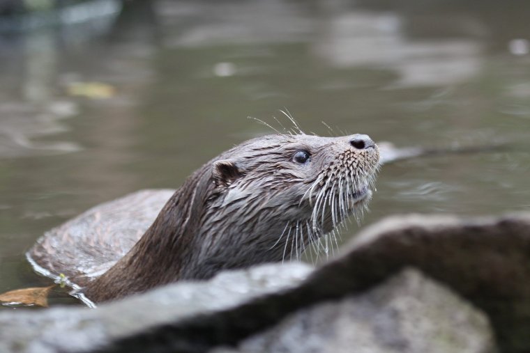 Выдра на Байкале