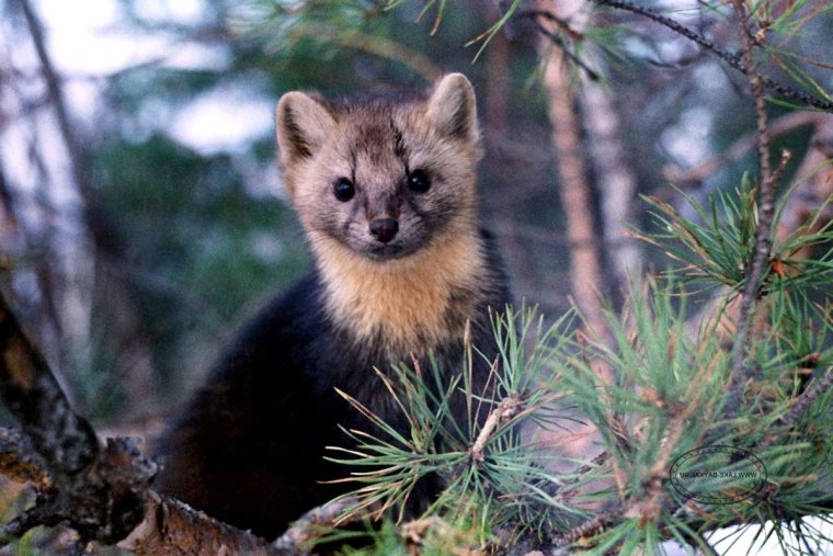 Байкальский Баргузинский Соболь