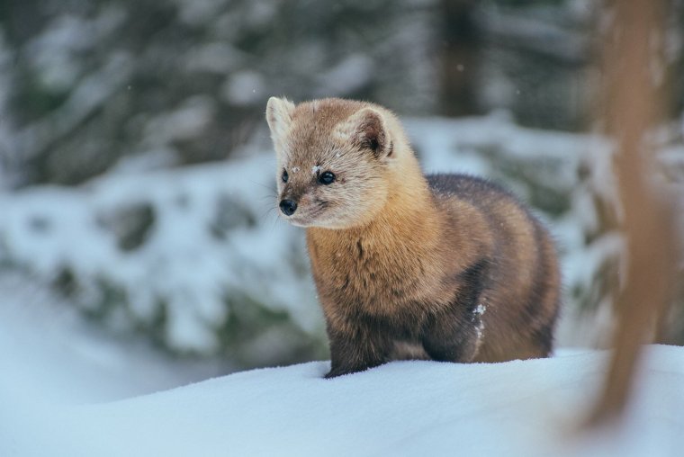 Алтайский Соболь