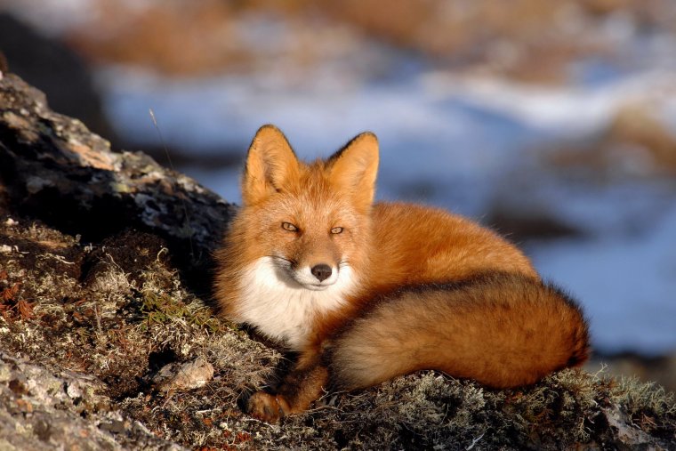 Ильменский заповедник лисица