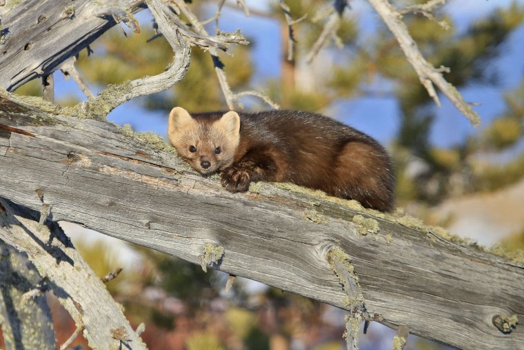 Байкальский заповедник Баргузинский Соболь