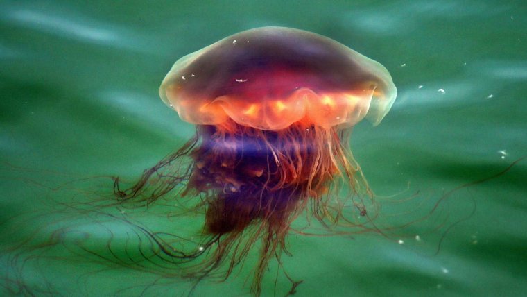 Среда обитания медузы