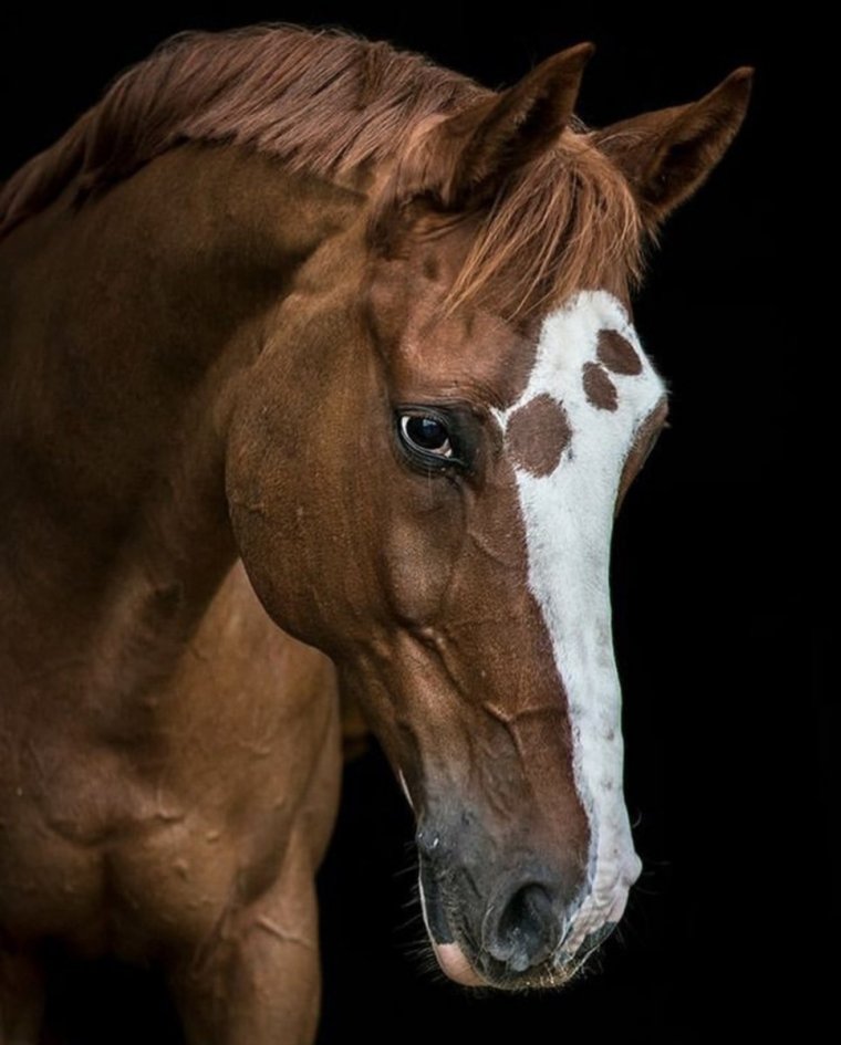 Голова лошади