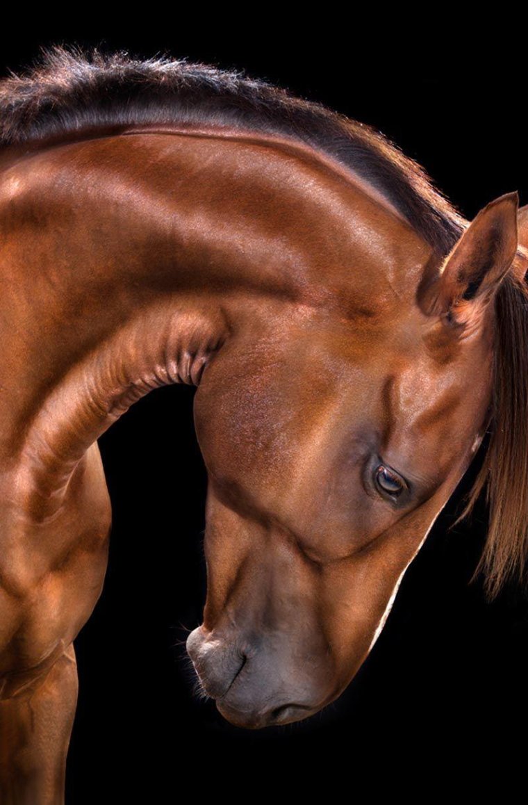 Морда лошади