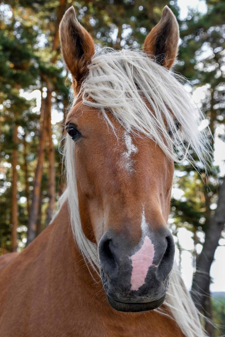 Морда лошади