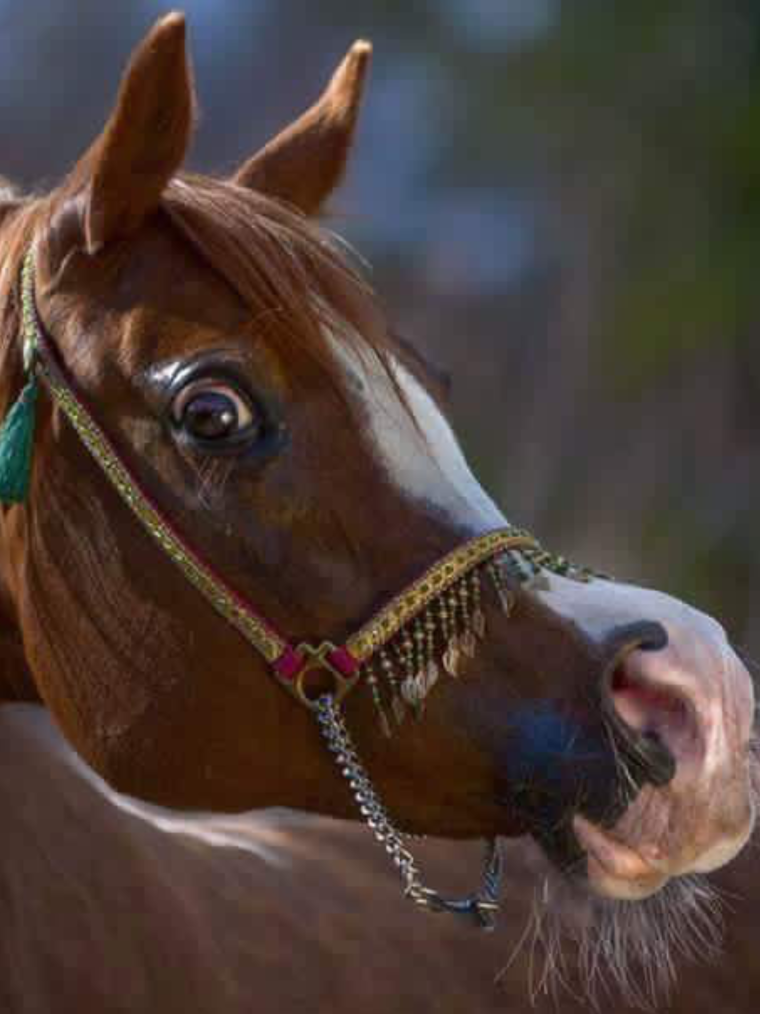 Морда лошади