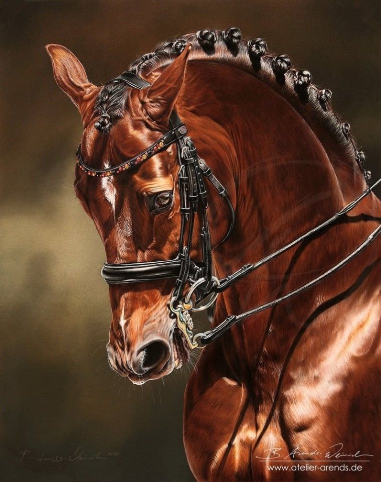 Красивая голова лошади