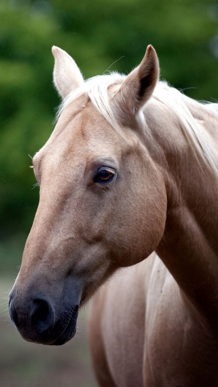 Андалузская лошадь морда
