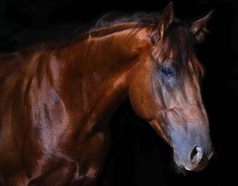 Лошадь гнедой Мустанг