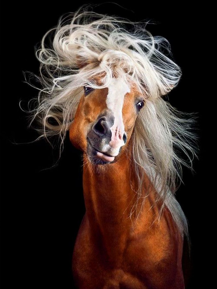 Красивые лошади