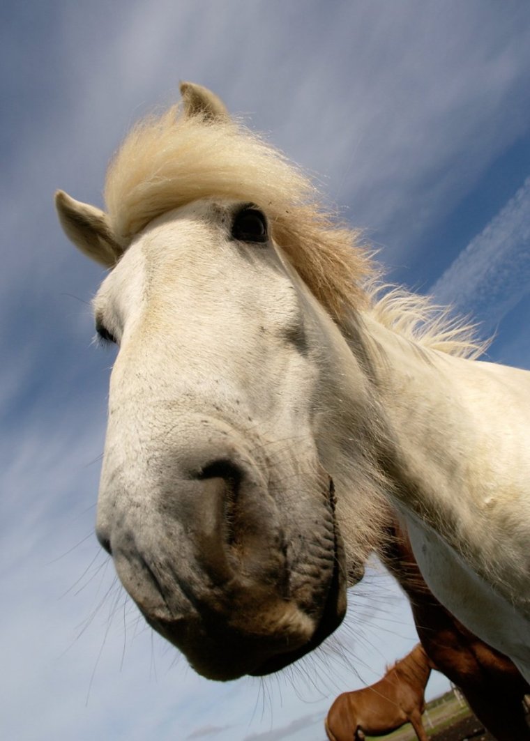 Красивые морды лошадей