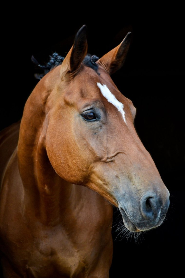 Морда лошади в профиль